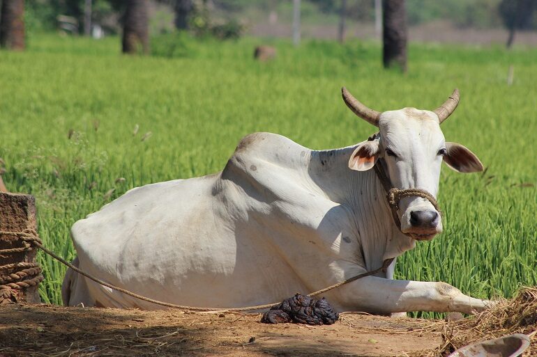 Ασθένειες των άκρων σε αγελάδες και βοοειδή