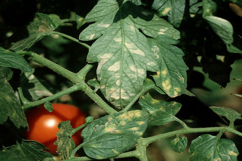 Για να έχετε μια μεγάλη συγκομιδή, οι ντομάτες πρέπει να φυτευτούν σωστά – ένα σχέδιο για τη φύτευση τομάτας σε ανοιχτό έδαφος