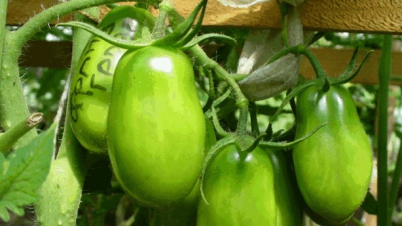Για να καλλιεργήσετε ντομάτες χωρίς πότισμα, είναι απαραίτητο να ακολουθήσετε σημαντικούς κανόνες κατά τη φύτευση