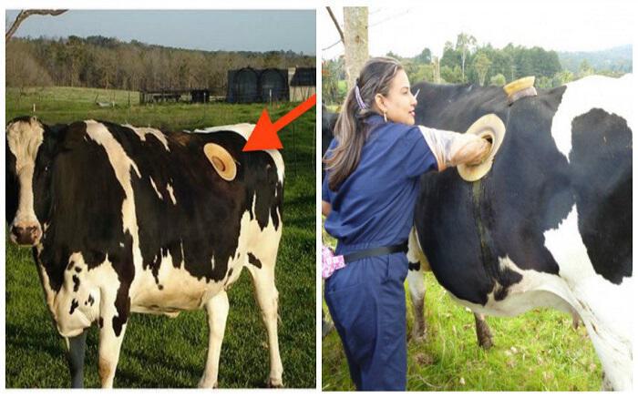 Γιατί οι αγελάδες έχουν μια τρύπα στο πλάι τους;