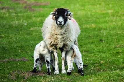 Γιατί τα πρόβατα, τα κριάρια και τα αρνιά δεν μπορούν να σταθούν στα πίσω πόδια τους
