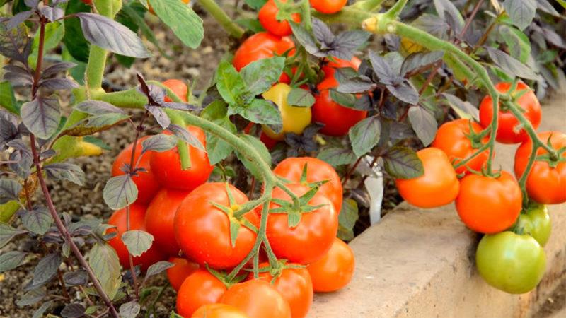 Εάν η γεύση είναι σημαντική για εσάς, επιλέξτε μεγάλες ποικιλίες ντομάτας, τόσο για ανοιχτό έδαφος όσο και για θερμοκήπια.