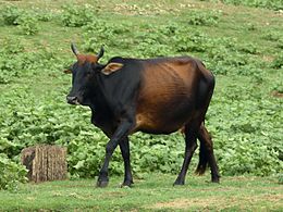 Ζεμπού αγελάδα