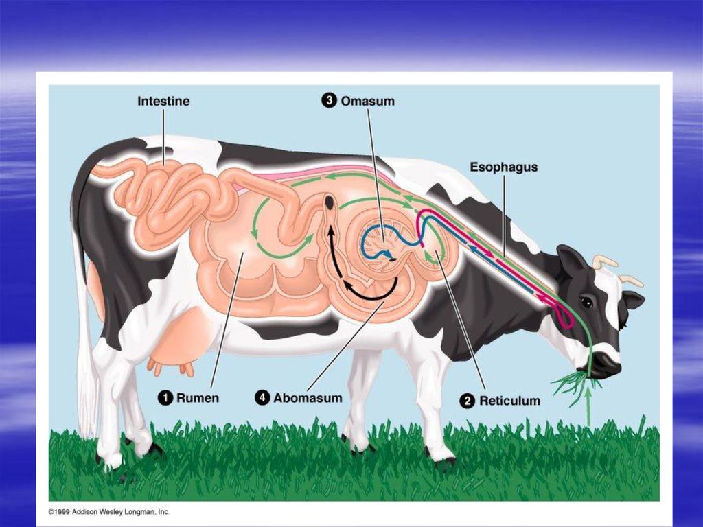 Η δομή του στομάχου και το πεπτικό σύστημα μιας αγελάδας