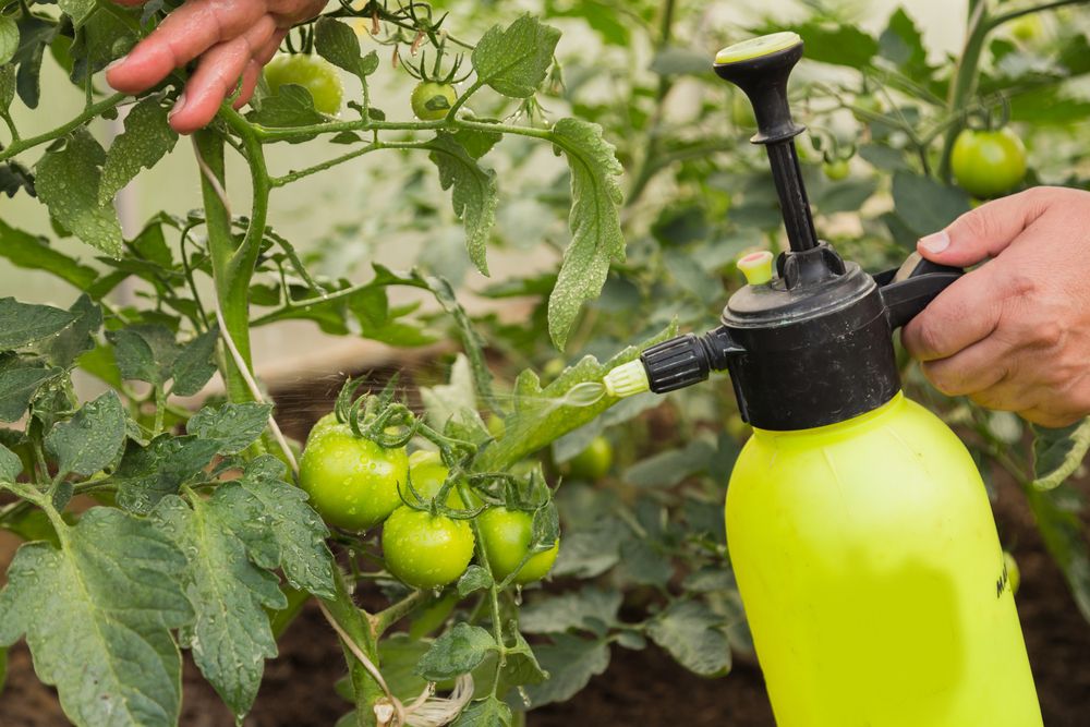 Κάτω από καλή προστασία: πώς να αραιώσετε σωστά και να χρησιμοποιήσετε ένα διάλυμα βορικού οξέος για ψεκασμό ντομάτας