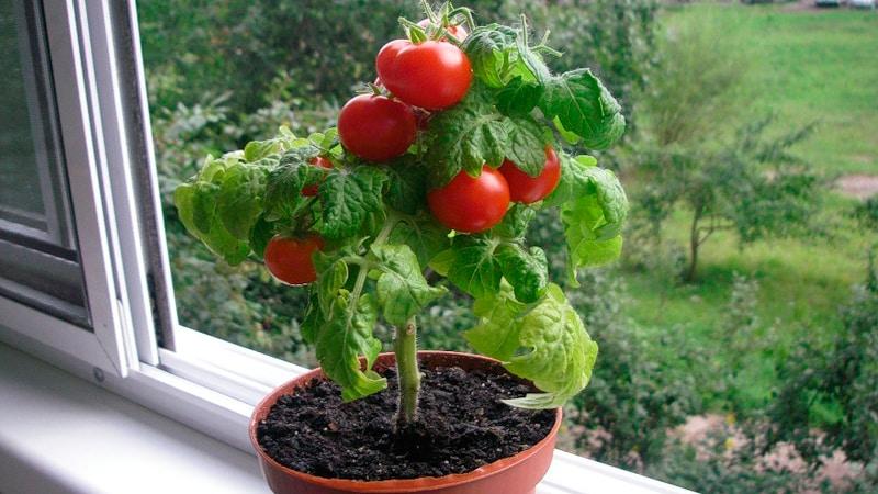 Κήπος στο περβάζι: όμορφο και νόστιμο - χαρακτηριστικά της καλλιέργειας ντομάτας στο σπίτι