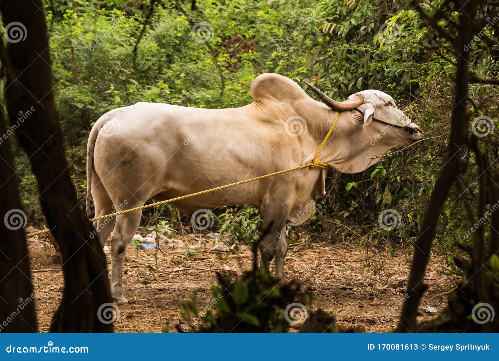 Καμπούρα αγελάδα
