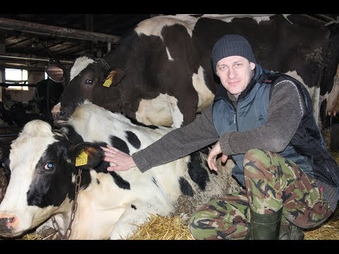 Κράτηση του πλακούντα στις αγελάδες – σημεία, θεραπεία, πρόληψη