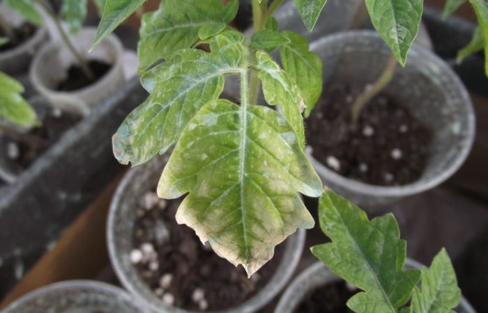 Μεταδοτικό και ελάχιστα ιάσιμο: ποιο είναι το μωσαϊκό καπνού της ντομάτας και πώς να το αντιμετωπίσετε στο θερμοκήπιο και στον κήπο