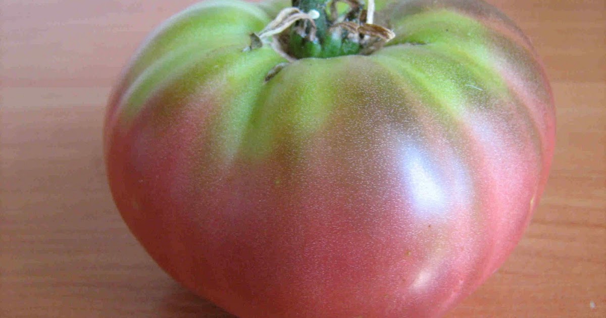 Μην κάνετε λάθος με την ημερομηνία: πότε είναι ώρα να φυτέψετε ντομάτες σε ένα θερμοκήπιο και πώς να προετοιμάσετε σωστά ένα μέρος και σπορόφυτα