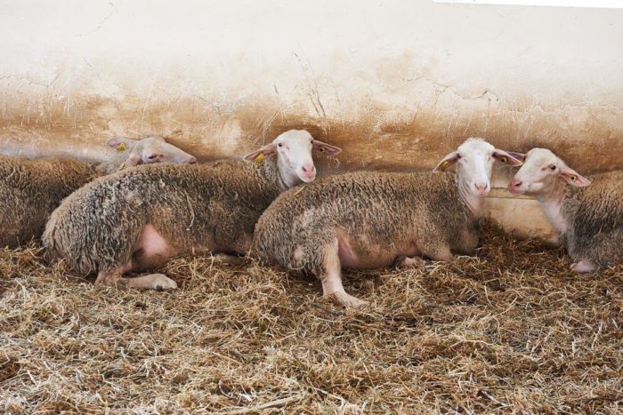 Νάνος διακοσμητικός πρόβατο Wessent: χαρακτηριστικά αναπαραγωγής