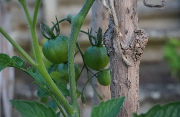 Ντομάτες, πιπεριές και αγγούρια στον ίδιο κήπο – τι μπορεί να φυτευτεί κοντά και πώς επηρεάζει τη συγκομιδή