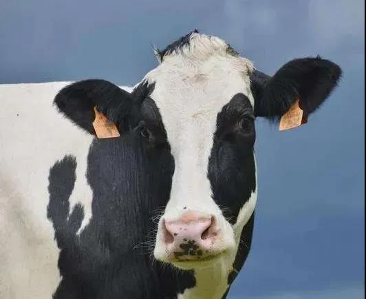 Οξέωση μηρυκαστικού σε αγελάδες