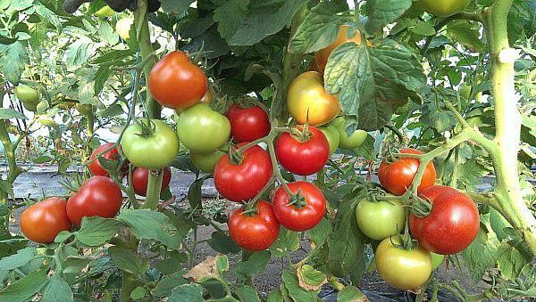 Ποικιλίες ντομάτας υψηλής απόδοσης: ποια να προτιμήσετε;