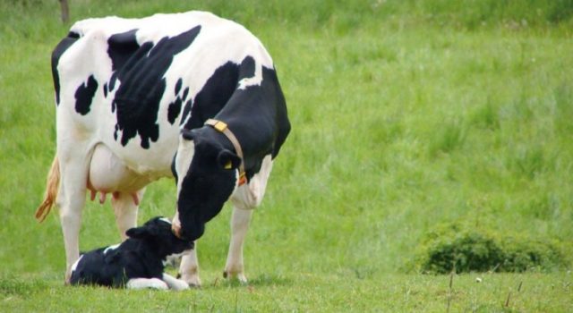 Προσδιορισμός της εγκυμοσύνης των αγελάδων