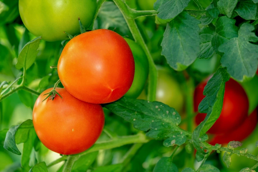 Προσοχή: ντομάτες σε θερμοκήπιο – γιατί είναι τόσο σημαντικό για μια καλή συγκομιδή να σχηματίζει σωστά ένα στέλεχος κοντά σε θάμνο ντομάτας