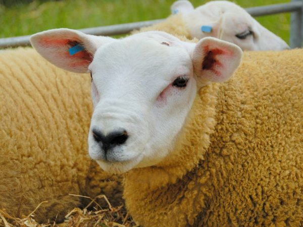 Πρόβατα φυλής με κρέας Texel: περιγραφή, προέλευση, αναπαραγωγή