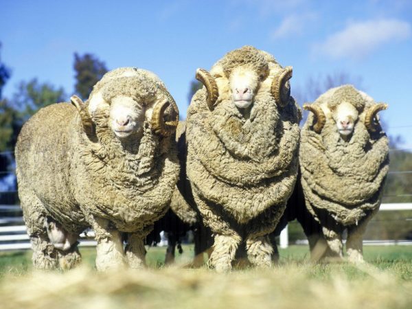 Πρόβατο Merino: η αξιοπρέπεια της φυλής, η φροντίδα, η αξία του μαλλιού