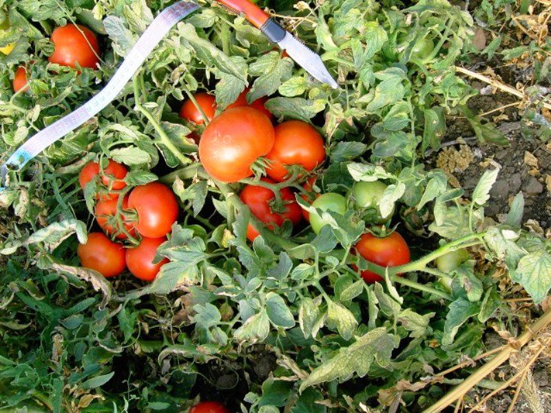 Πρώιμη, δυνατή, ανθεκτική: ποικιλία ντομάτας "Polbig" σύμφωνα με την περιγραφή των κτηνοτρόφων και την εμπειρία των κηπουρών