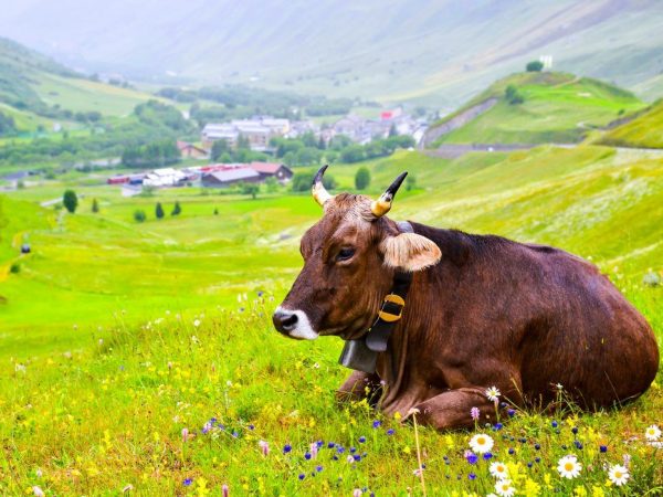 Πόσα χρόνια ζουν οι αγελάδες κατά μέσο όρο;