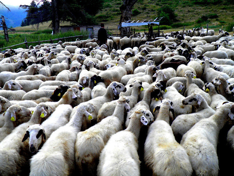 Πόσα χρόνια ζουν τα οικόσιτα κριάρια και τα πρόβατα;