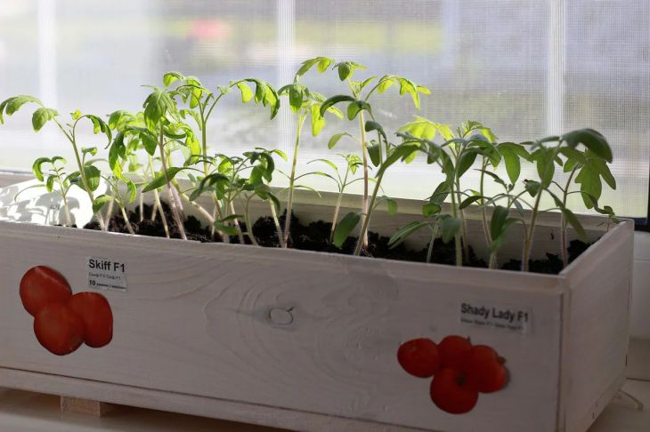 Πότε να φυτέψετε ντομάτες για σπορόφυτα το 2020