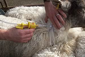 Πώς να αναγνωρίσετε και να αντιμετωπίσετε το bradzot στα πρόβατα: επιζωοτολογία, εμβολιασμός