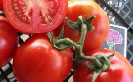 Πώς να επιλέξετε τις σωστές πρώιμες ποικιλίες ντομάτας για καλλιέργεια σε θερμοκήπιο και σε ανοιχτό χωράφι