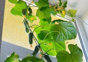 Πώς να καλλιεργήσετε αγγούρια σε ένα περβάζι: συμβουλές ειδικών για την επιλογή και την καλλιέργεια της ποικιλίας