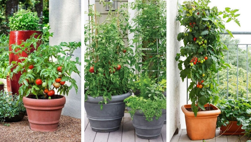 Πώς να καλλιεργήσετε ντομάτες στο μπαλκόνι;