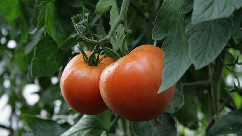 Πώς να καλλιεργήσετε ντομάτες στο σπίτι: οδηγίες βήμα προς βήμα, χαρακτηριστικά φροντίδας
