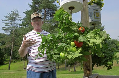 Πώς να καλλιεργήσετε ντομάτες χωρίς σπόρους: τα πλεονεκτήματα και τα μειονεκτήματα της τεχνολογίας
