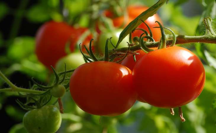 Πώς να ποτίζετε σωστά τα σπορόφυτα ντομάτας