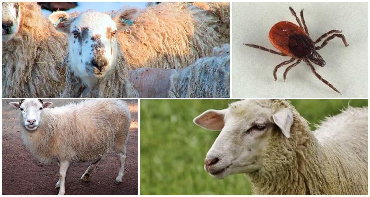 Πώς να προστατέψετε τα πρόβατα και τα αρνάκια από τα τσιμπούρια
