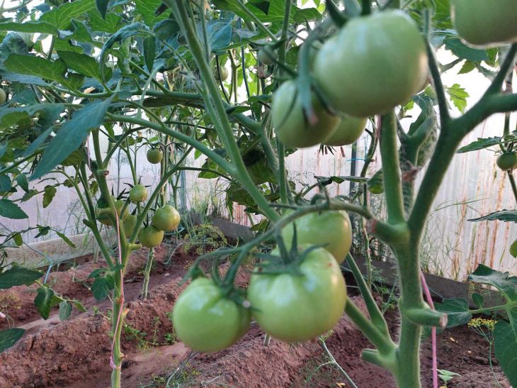 Πώς να προστατέψετε τις ντομάτες από την όψιμη μάστιγα σε ένα θερμοκήπιο