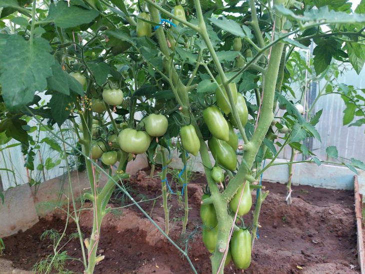 Πώς να ταΐσετε τα σπορόφυτα ντομάτας για ανάπτυξη στο σπίτι