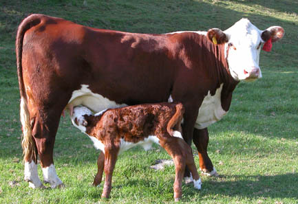 Ράτσα αγελάδας Hereford
