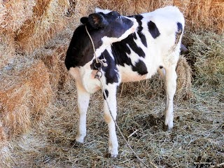 Ράτσα αγελάδας Holstein