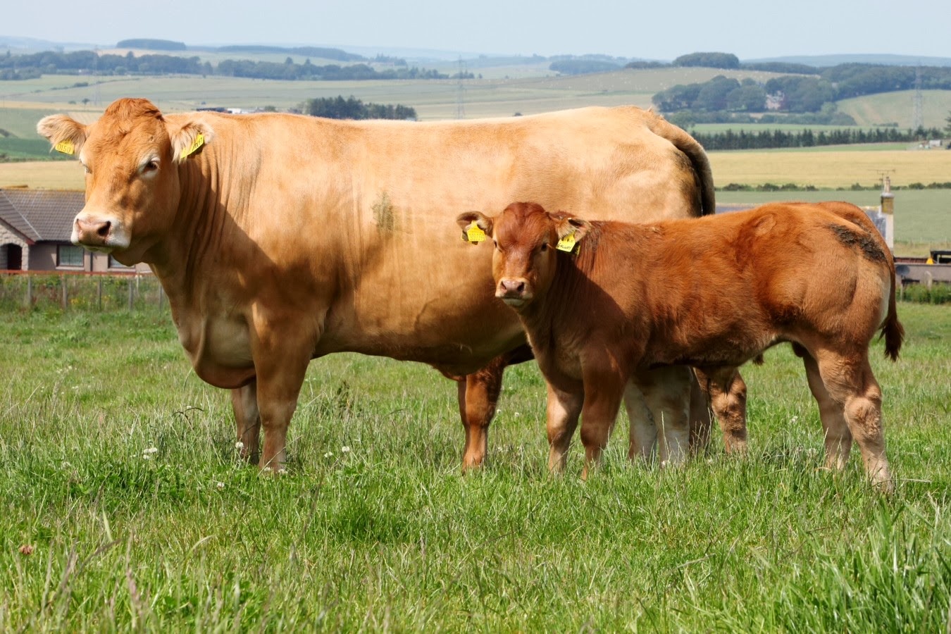 Ράτσα αγελάδων Aberdeen Angus