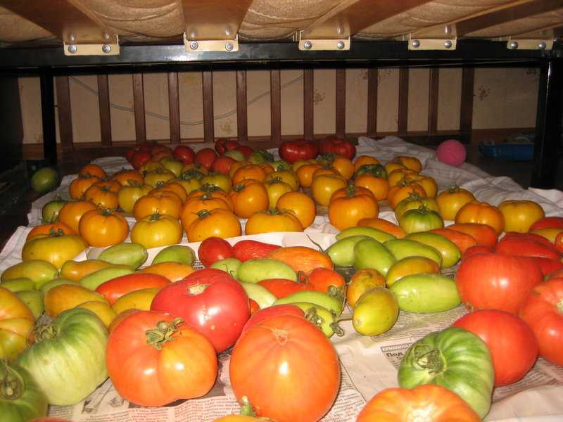 Συγκομιδή σε 100 ημέρες: γιατί οι κάτοικοι του καλοκαιριού αγαπούν τις ντομάτες Blagovest – περιγραφή και χαρακτηριστικά της ποικιλίας, καλλιέργεια και φροντίδα