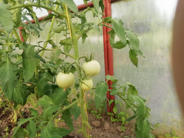 Τα σπορόφυτα ντομάτας τεντώθηκαν πολύ αμέσως μετά τη βλάστηση, τι να κάνετε