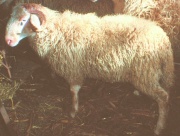 Τι είναι ένα πρόβατο με χοντρή ουρά: φυλές, διακριτικά χαρακτηριστικά