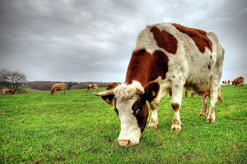 Τι είναι η λευχαιμία στις αγελάδες;