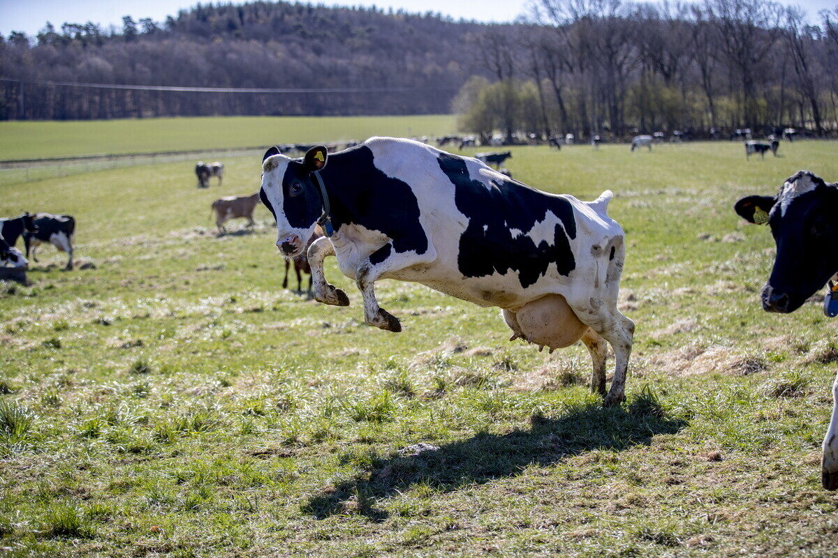 Τι να κάνετε εάν μια αγελάδα δηλητηριαστεί;