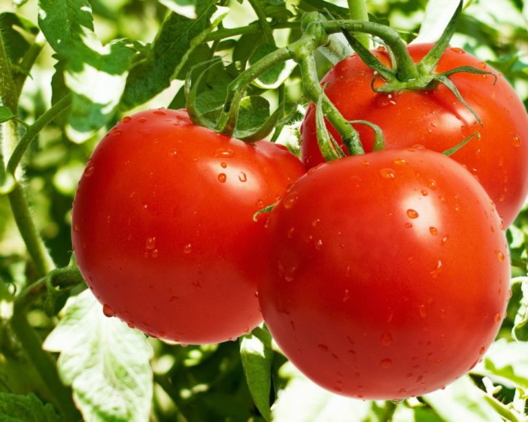 Το μέγεθος έχει σημασία – περιγραφή και χαρακτηριστικά της ποικιλίας ντομάτας Pudovik