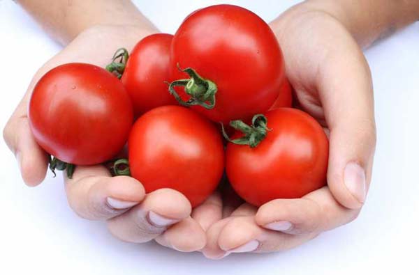 Τρία, δύο, ένα: πώς, πότε και γιατί είναι απαραίτητο να σχηματιστούν σωστά οι ντομάτες που καλλιεργούνται σε ανοιχτό χωράφι ή σε θερμοκήπιο