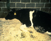 Τραυματική περικαρδίτιδα σε αγελάδες και βοοειδή