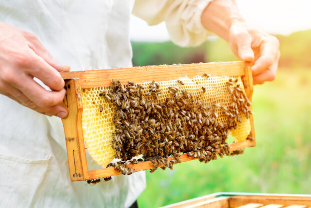 Τύποι μελισσών: δείτε τα κυριότερα και τα χαρακτηριστικά τους