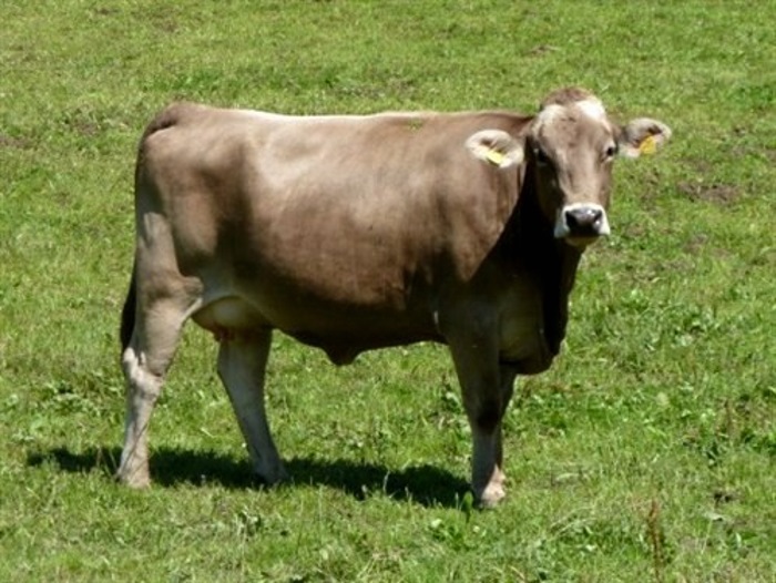 Kostroma φυλή αγελάδων