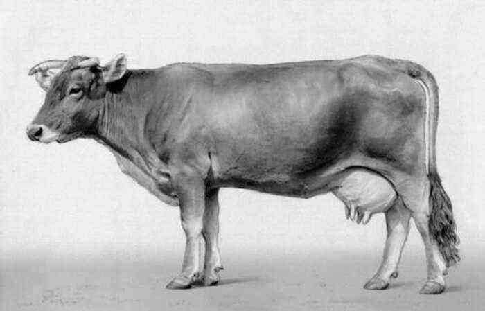 Carne de Alatau y raza lechera de vacas.